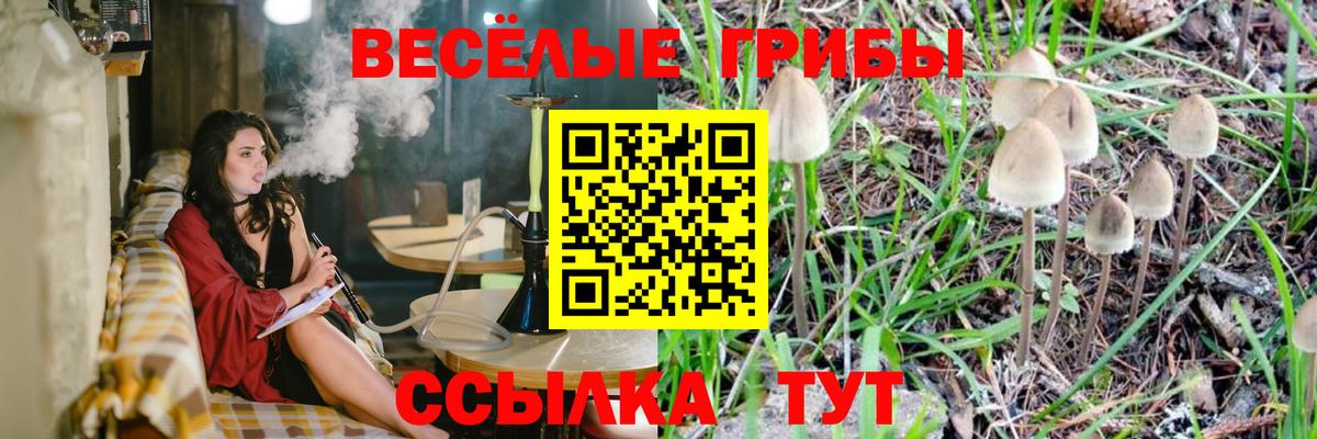 Галлюциногенные грибы Psilocybe Дмитров